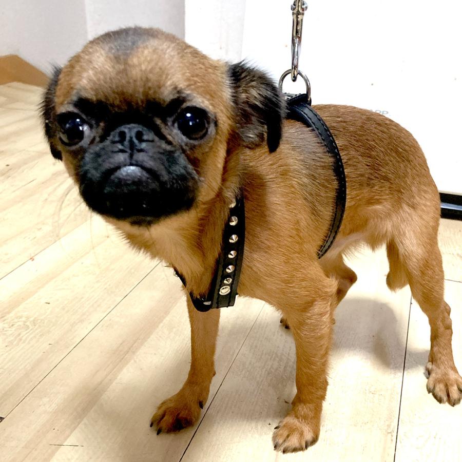 小型犬 ハーネス 胴輪 革 サイズオーダー：HX（スタッズ付き