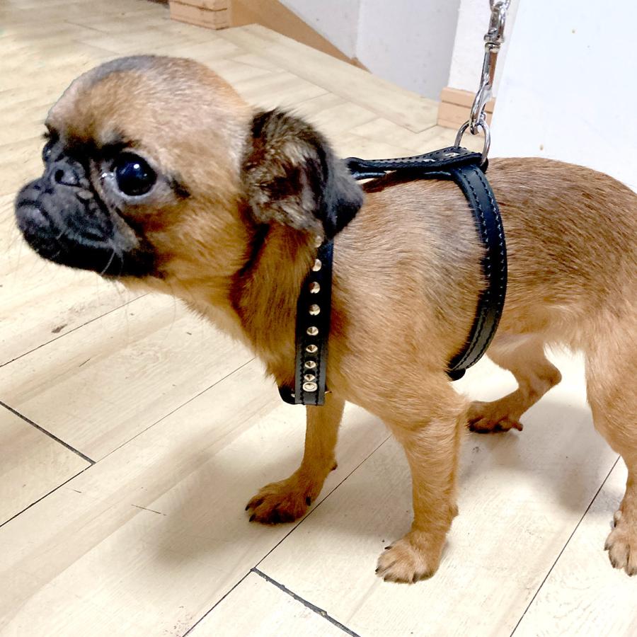 小型犬 ハーネス 胴輪 革 サイズオーダー：HX（スタッズ付き） |  | 07