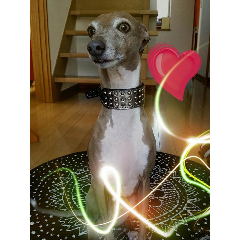 首輪 イタグレ ミニピン スタッズ 革 幅広：Small Type G2_008(平尖鋲