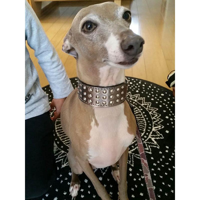 首輪 イタグレ ミニピン スタッズ 革 幅広：Small Type G2_008(平尖鋲