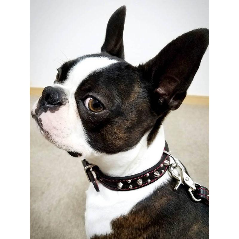 2cm幅 首輪 小型犬 スタッズ 革：Small Type G5-003(8mm+4mm丸鋲） *色