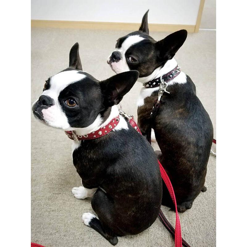 2cm幅 首輪 小型犬 スタッズ 革：Small Type G5-003(8mm+4mm丸鋲） *色