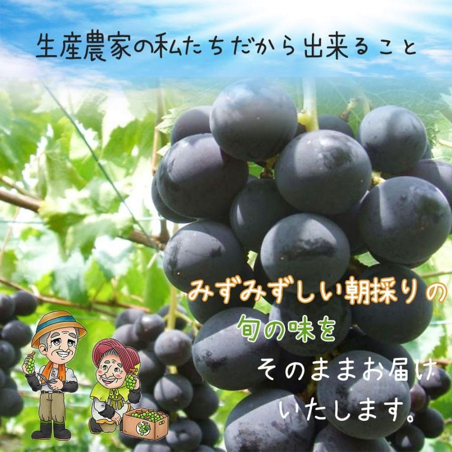 訳アリ【種なし巨峰】 信州長野県産 ぶどう ポリフェノールたっぷり