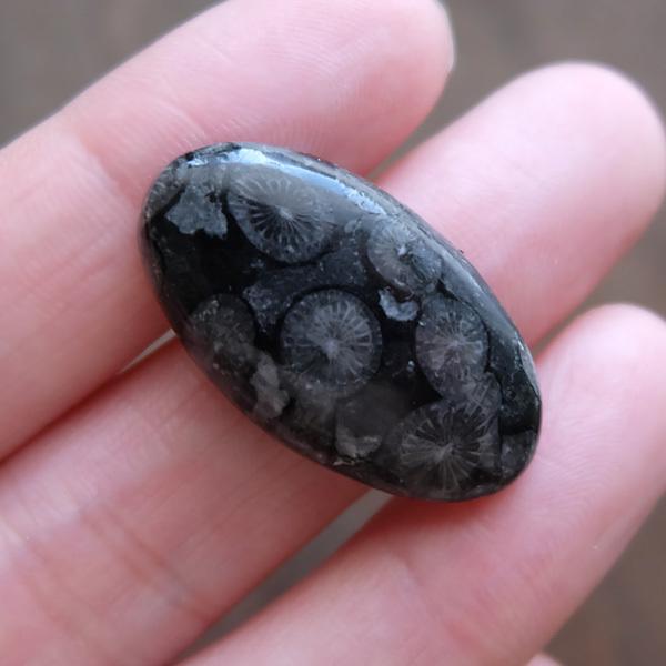 フォッシルコーラル ブラック（化石珊瑚）約28×16×6mm オーバル型