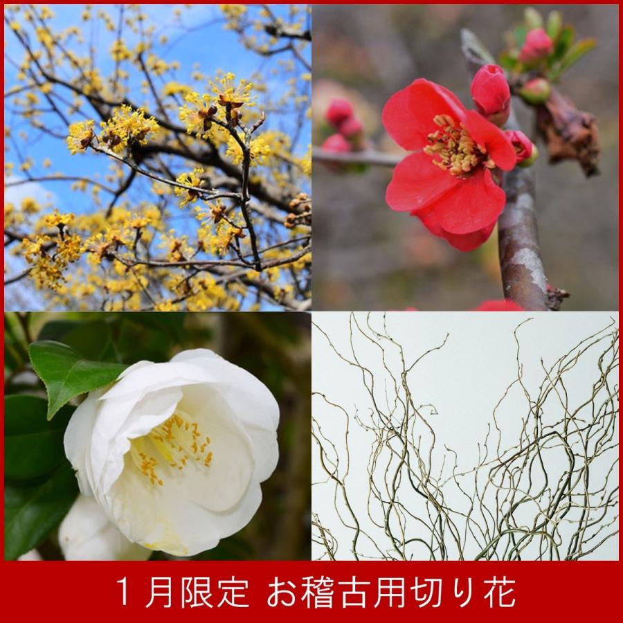 １月限定 お稽古用切花 ご自宅用お生花 サンシュ 山茱萸 マイコボケ 舞妓木瓜 雲竜柳 椿 春黄金花 唐木瓜 ドラゴン柳 カメリア Cf 001 フロリスト花正 通販 Yahoo ショッピング