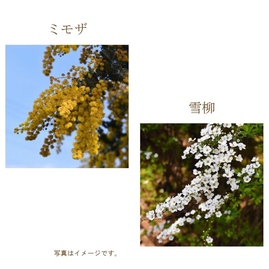２月限定 お稽古用切花 ご自宅用お生花 ミモザアカシア 雪柳 銀葉アカシア コゴメヤナギ 小米花 コゴメバナ Cf 002 フロリスト花正 通販 Yahoo ショッピング