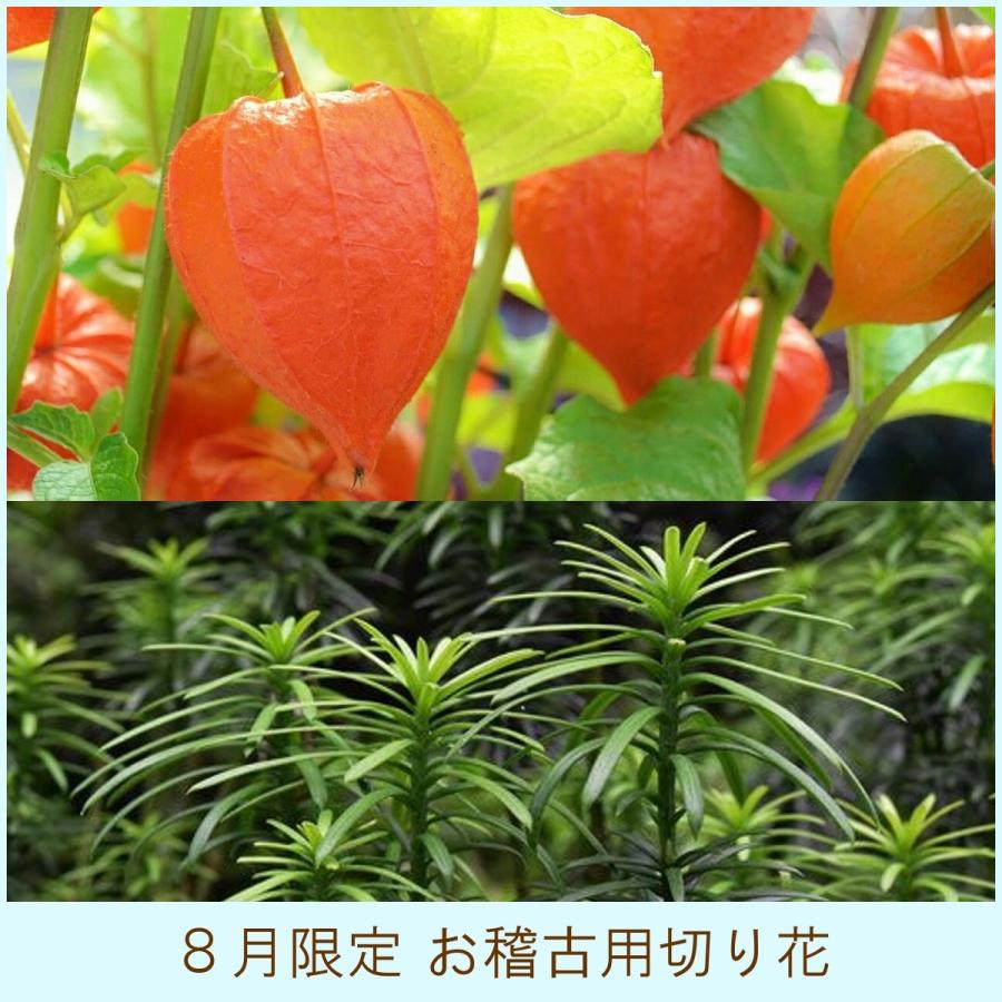 ８月限定 お稽古用切花 ご自宅用お生花 鬼灯 ホオズキ 朝鮮槙 チョウセンマキ チョウセンガヤ Cf 008 フロリスト花正 通販 Yahoo ショッピング