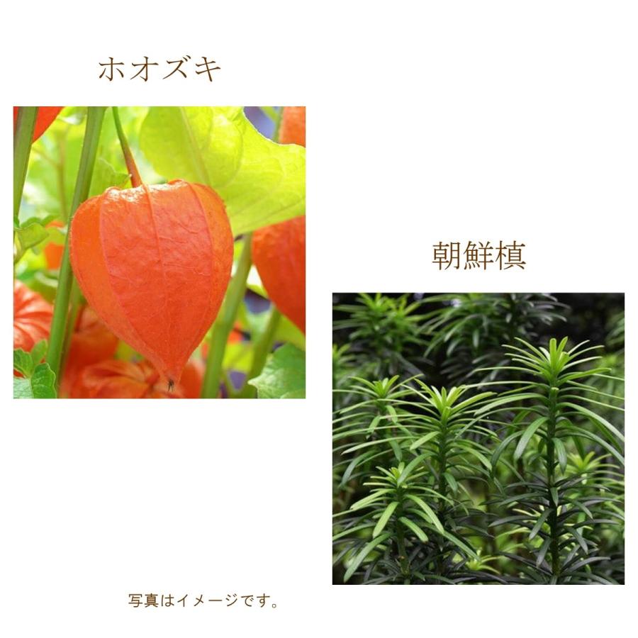 ８月限定 お稽古用切花 ご自宅用お生花 鬼灯 ホオズキ 朝鮮槙 チョウセンマキ チョウセンガヤ Cf 008 フロリスト花正 通販 Yahoo ショッピング