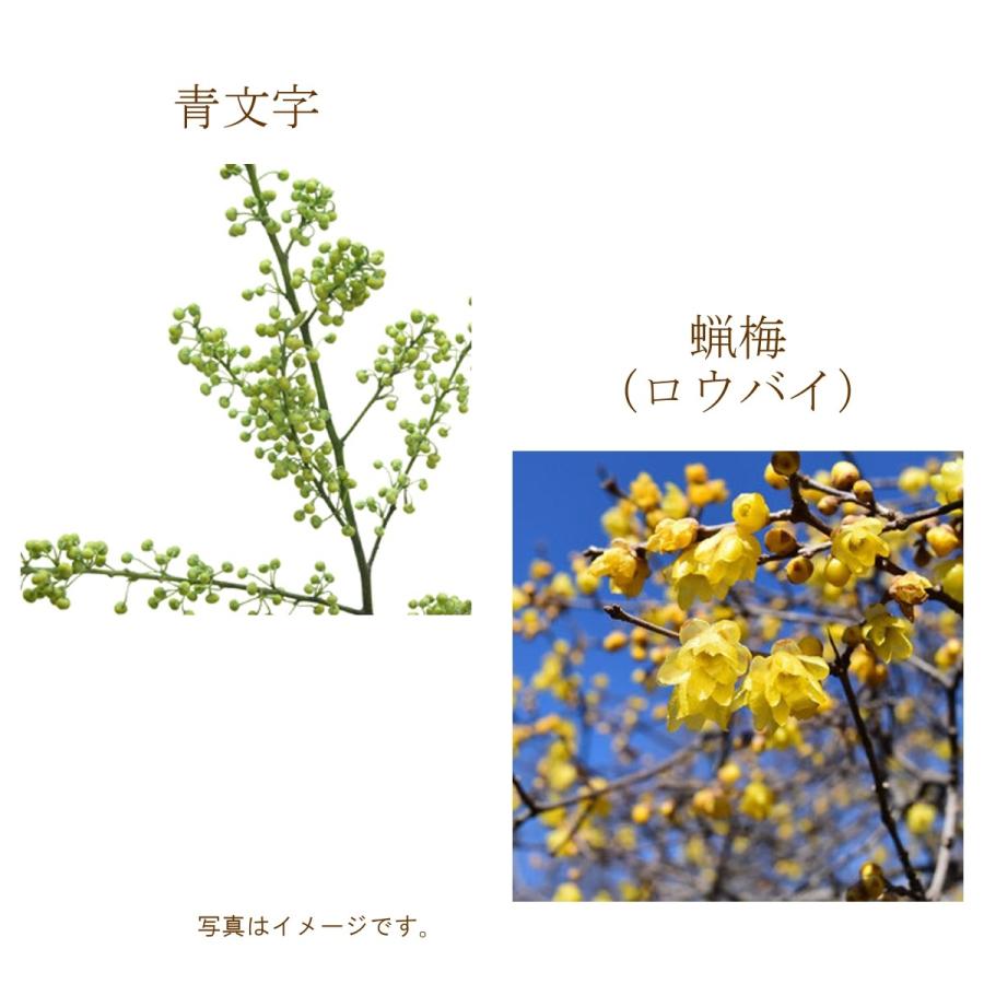１２月限定 お稽古用切花 ご自宅用お生花 姫南天 梅 青文字 ロウバイ 蝋梅 初名草 春告草 生姜木 唐梅 Cf 012 フロリスト花正 通販 Yahoo ショッピング