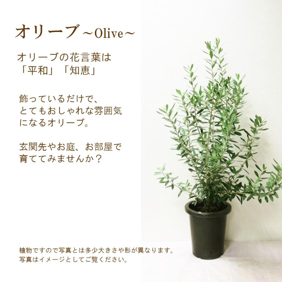 オリーブの木 シンボルツリー 送料無料 観葉植物 鉢植え ご自宅用 期間限定 Green 055 フロリスト花正 通販 Yahoo ショッピング