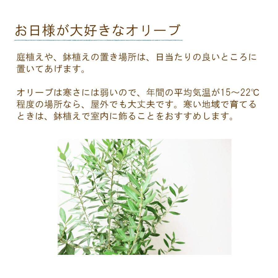 オリーブの木 10号鉢 シンボルツリー 送料無料 観葉植物 鉢植え ご自宅用 期間限定 Green 055 フロリスト花正 通販 Yahoo ショッピング