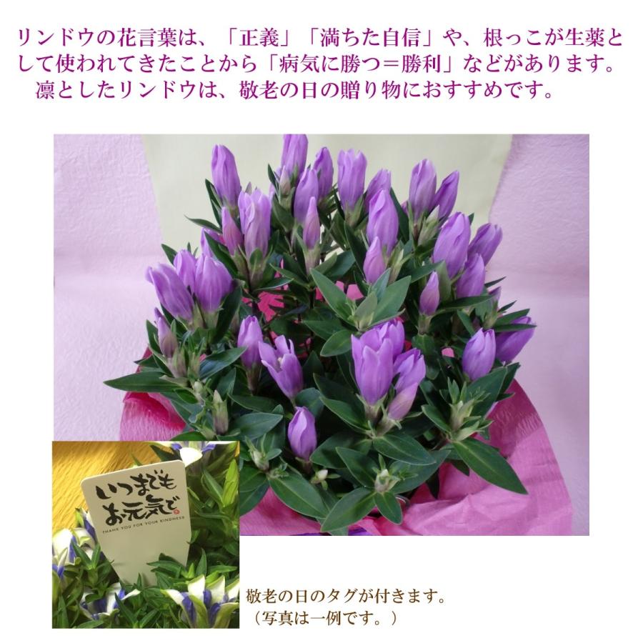 敬老の日 花 リンドウ５号鉢 ギフト プレゼント 誕生日 お祝い 花鉢 鉢植え 竜胆 リンドウ Hanahachi 046 フロリスト花正 通販 Yahoo ショッピング