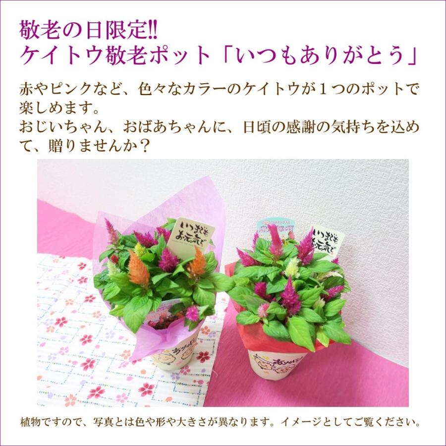 敬老の日花ギフト 敬老ポット いつもありがとう 敬老の日 花 ギフト プレゼント 誕生日 お祝い 花鉢 鉢植え ケイトウ けいとう 鶏頭 Hanahachi 054 フロリスト花正 通販 Yahoo ショッピング