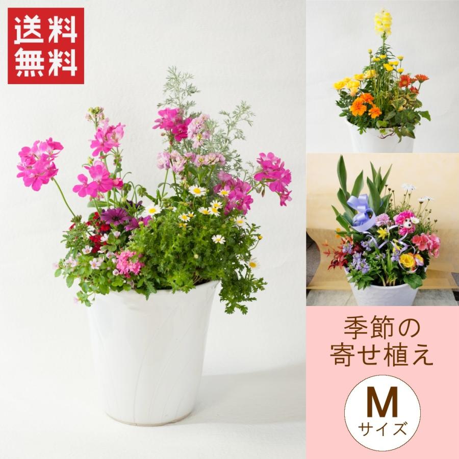 季節の寄せ植えｍ 誕生日 花 ギフト プレゼント お祝い 記念日 送別会 母の日 父の日 敬老の日 クリスマス お歳暮 Yoseue 001 フロリスト花正 通販 Yahoo ショッピング