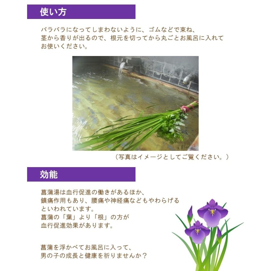 湯菖蒲１束 4 5本 ご家庭向け 葉菖蒲 菖蒲湯 端午の節句 Yusyoubu 001 フロリスト花正 通販 Yahoo ショッピング