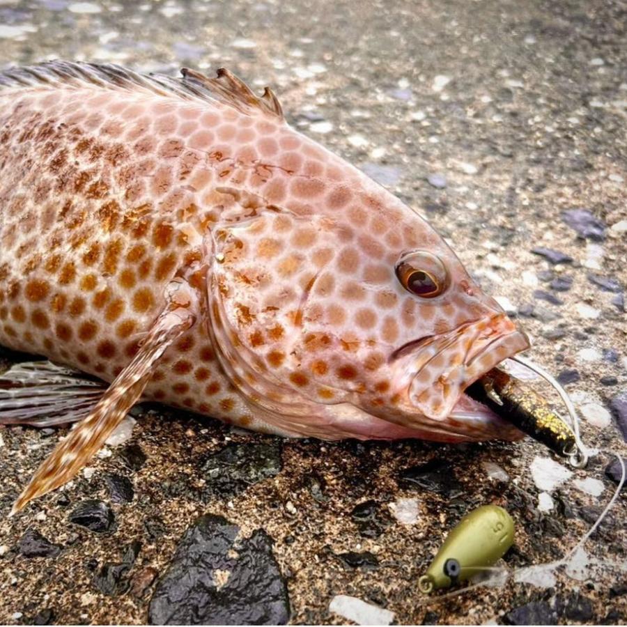 RUDIE'S（ルーディーズ） ハタ喰い魚子4.0