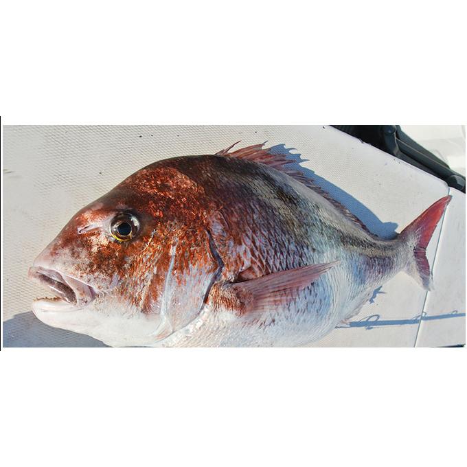 alpha tackle（アルファタックル） 【取り寄せ商品】 海人 瀬戸内