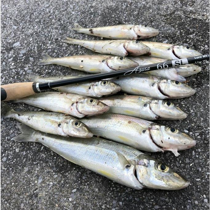 ホッツ Fishing Gang FIDELITY AZUSA 66SL (ライトゲームロッド