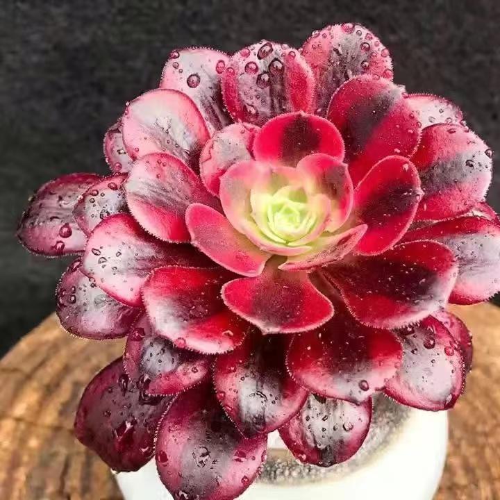 多肉植物 寄せ植え アエオニウム属 メデューサ(大)10粒卸し 多肉植物 寄せ植え アエオニウム属 メデューサ(大)10粒卸し