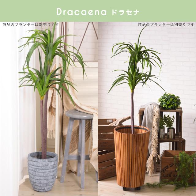 人工観葉植物 観葉植物 造花 手軽にお部屋に緑を フェイクグリーン ドラセナ おしゃれ 水やり不要 ギフト インテリア リビング 室内 模様替えオフィス 店舗 58 244 366 家具のホンダ Yahoo 店 通販 Yahoo ショッピング