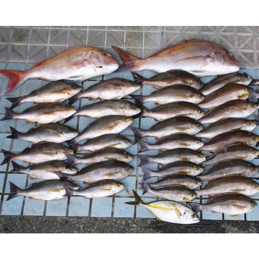 特製・反転カゴ釣り仕掛け】遠投カゴ釣り 遊動天秤(L型