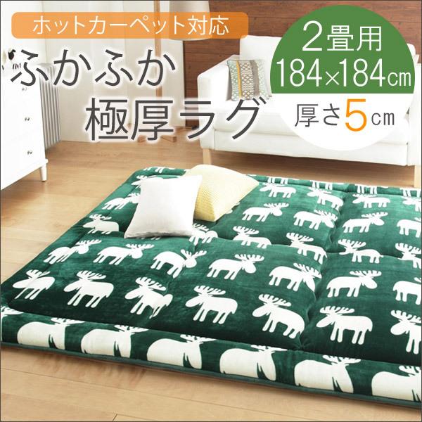 ロッセルダカラ（51mm）【貝殻・タカラガイ】