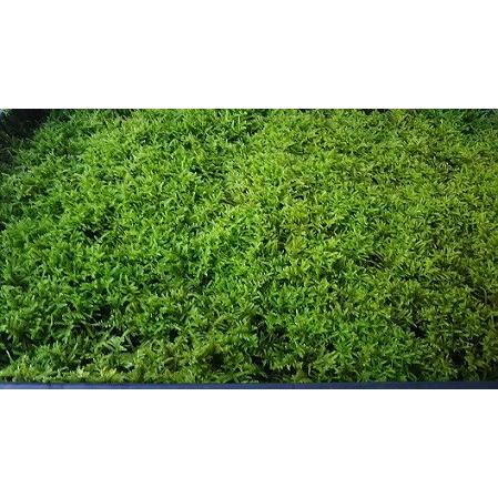 苔 苔玉 盆栽苔 ハイ苔マット350mm 500mm Haikokemt 1 たつみや園 通販 Yahoo ショッピング