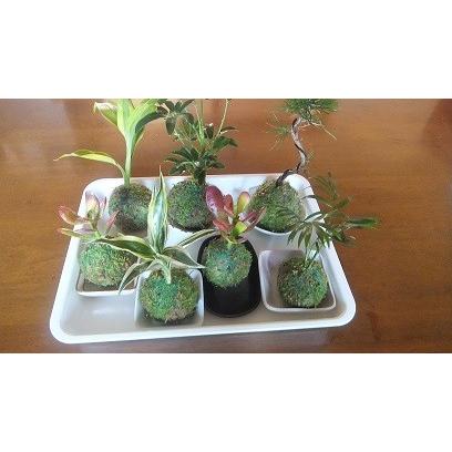 苔 苔盆栽 ハイゴケ苔玉 観葉植物お任せ Kkt 01 たつみや園 通販 Yahoo ショッピング