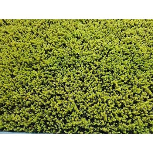 新発売 緑化苔 庭園苔 スナゴケシート 300mm×600mm 毎日続々入荷