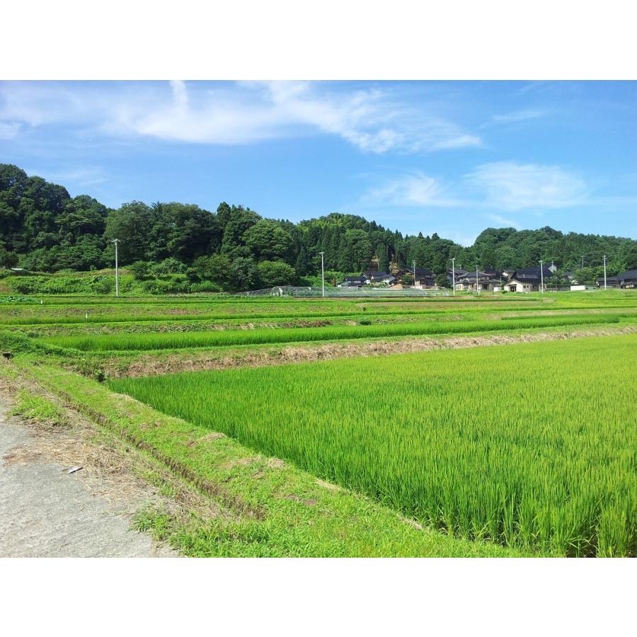ゆめみづほ 白米 25kg(5kg×5) 令和7年度 石川産 送料無料_2