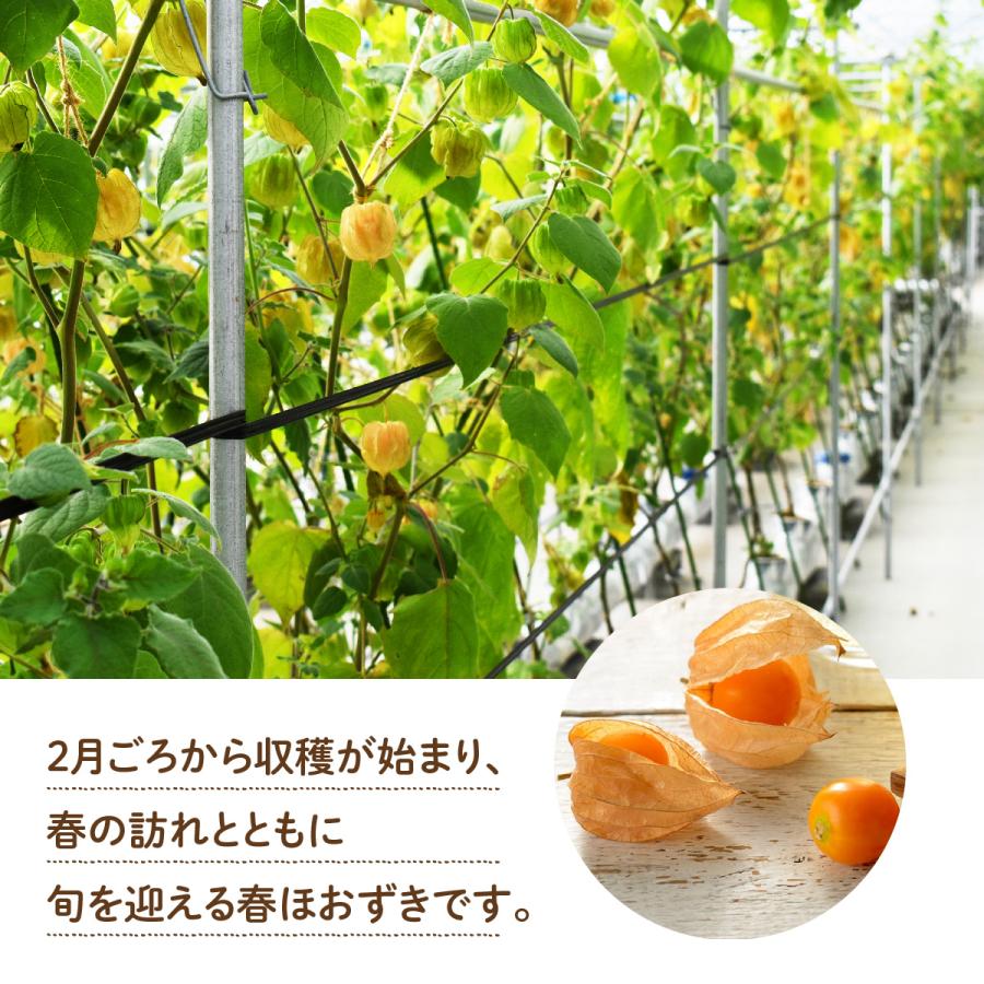 新春初売りセール実施中！送料無料 新潟 妙高 フルーツほおずき アサップ ほおずきサイダー5本セット 新潟県妙高市 スーパーフード 食用ほおずき 果実 |  | 04