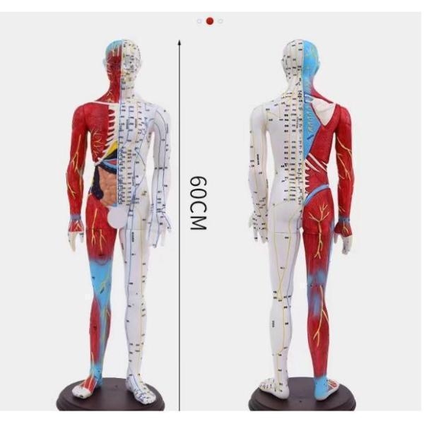 人体模型 経穴筋肉模型 鍼灸経穴模型 人体標本 人体モデル 経穴模型 経絡人形 人体 筋肉 模型 つぼ ツボ マッサージ 教材 実験 整体院 鍼灸院｜factoryyustore｜05