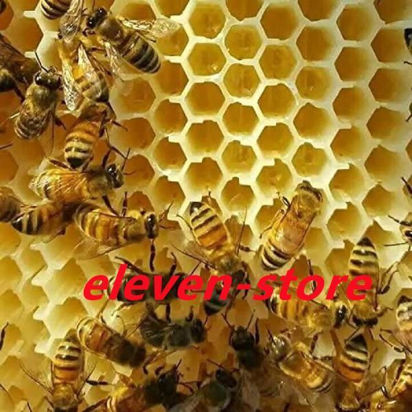 ミツバチ 巣箱 蜜蜂巣箱 フローハイブ 蜂巣 巣脾 巣礎 巣枠 ミツバチ巣 4個 楽天市場】ミツバチ 巣箱 蜜蜂巣箱 4個 フローハイブ 蜂巣 巣脾