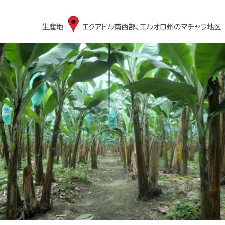 16袋 エクアドル産 おいしさひろがるフェアトレードバナナ（バレリー種