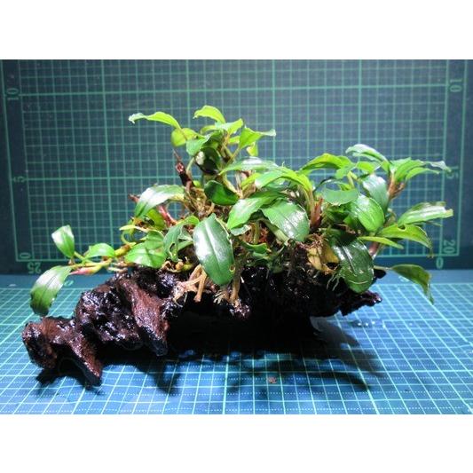 ブセファランドラ Bucephalandra Sp Kir Royal流木付き Buce 003 Fairy Selection 通販 Yahoo ショッピング