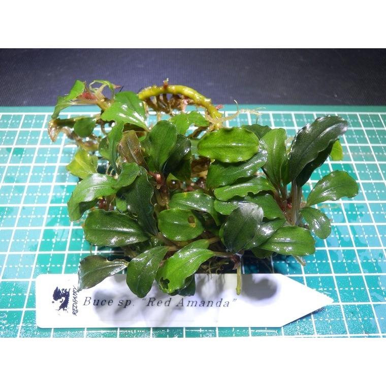 ブセファランドラ Bucephalandra sp. Red Amanda : Fairy Selection
