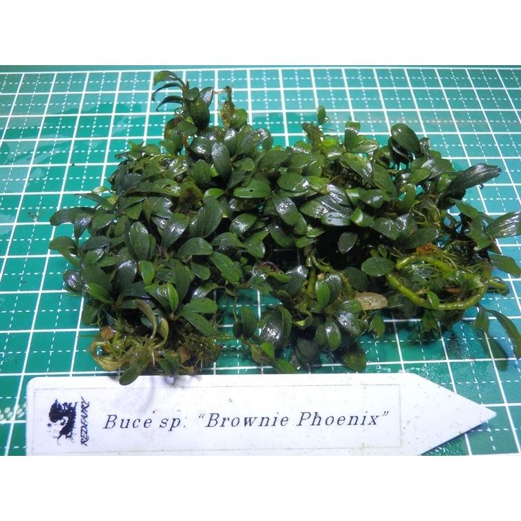 ブセファランドラ Bucephalandra sp. Brownie Phoenix : Fairy