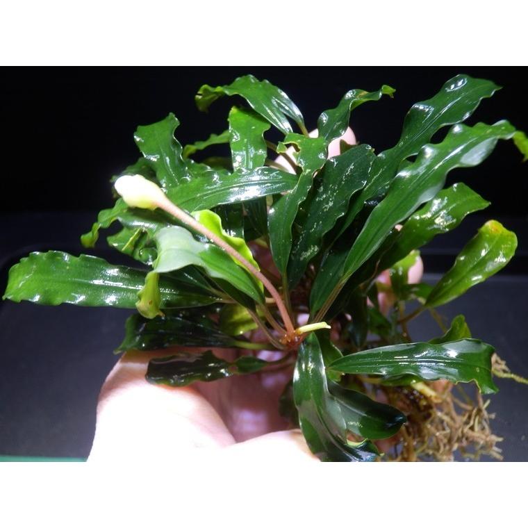 ブセファランドラ Bucephalandra sp. Goose : Fairy Selection - 通販