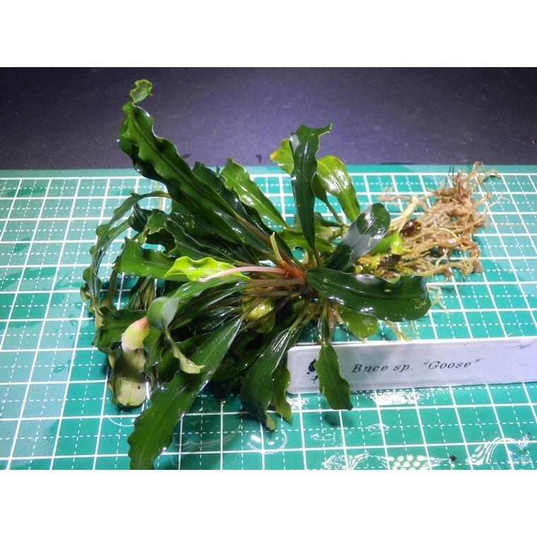ブセファランドラ Bucephalandra sp. Goose : Fairy Selection - 通販
