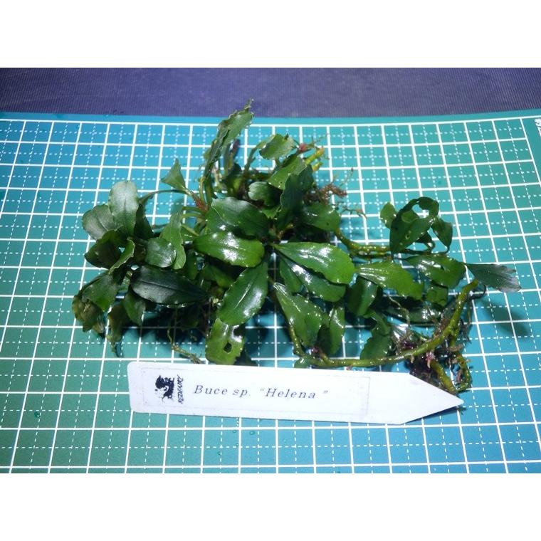 ブセファランドラ Bucephalandra sp. Helena : Fairy Selection - 通販