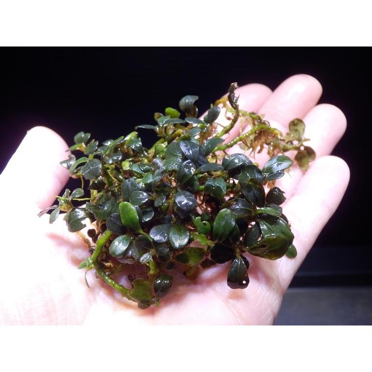 ブセファランドラsp.Brownie Jade ブセファランドラ Bucephalandra sp. Brownie Jade : Fairy Selection