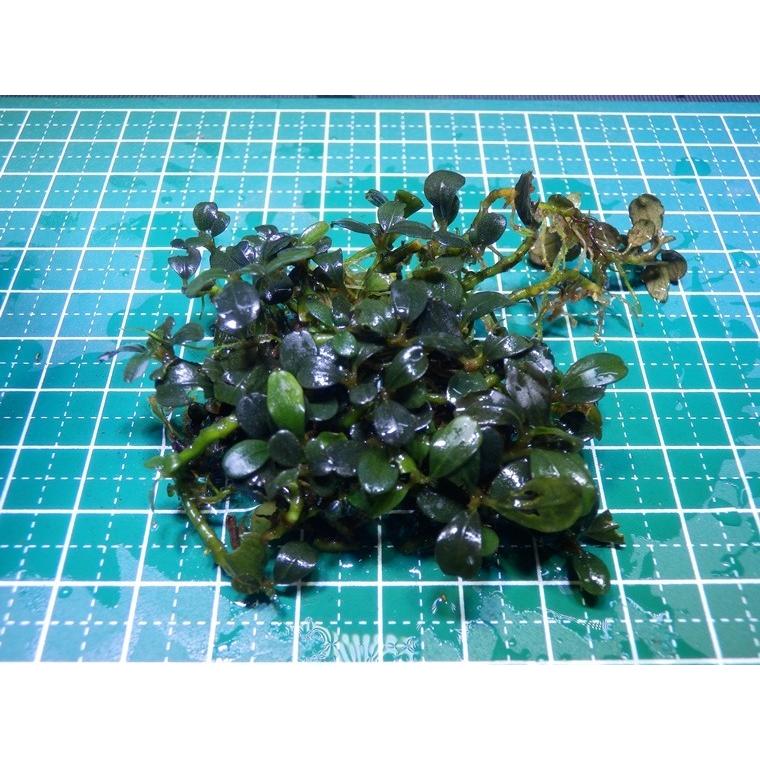 ブセファランドラ Bucephalandra sp. Brownie Jade : Fairy Selection