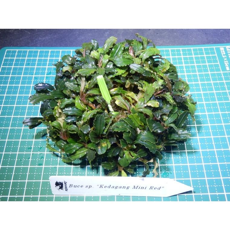 1点限り 超美品 ブセファランドラ Bucephalandra Sp Kedagang Mini Red Buce 071 Fairy Selection 通販 Yahoo ショッピング