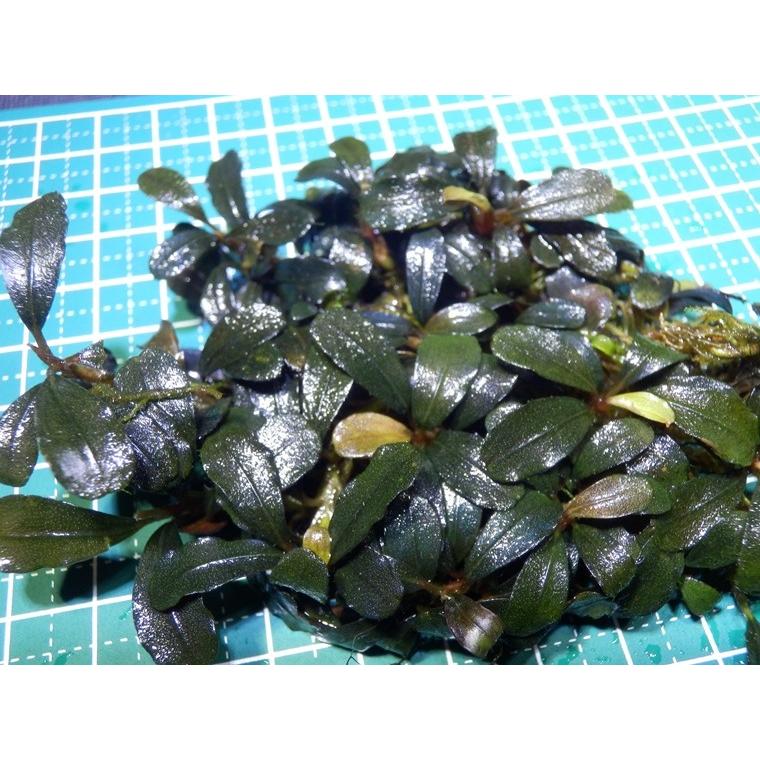 ブセファランドラ　まる様ご確認用 1点限り】超美品☆ブセファランドラ Bucephalandra sp. Brownie