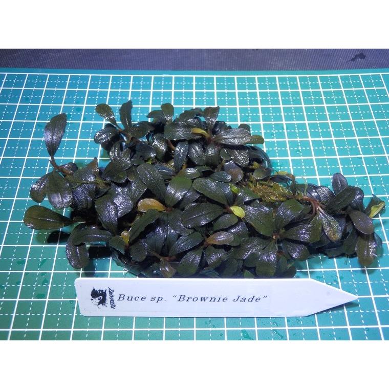 1点限り】超美品☆ブセファランドラ Bucephalandra sp. Brownie Jade