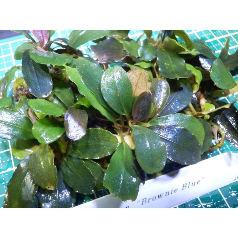 ブセファランドラ Bucephalandra sp. Brownie Blue : Fairy Selection
