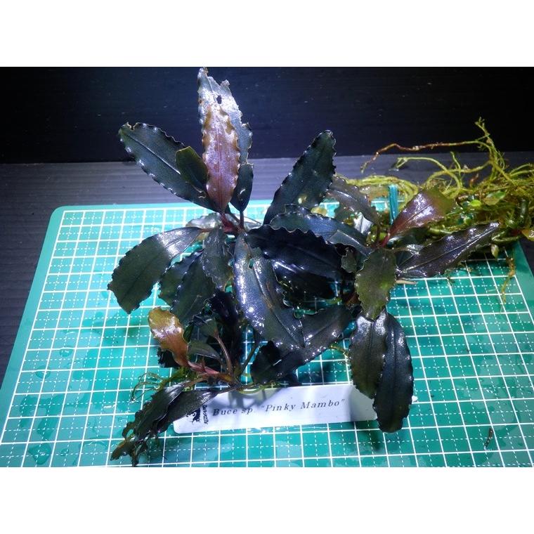 ブセファランドラ Bucephalandra sp. Pinky Mambo : Fairy Selection