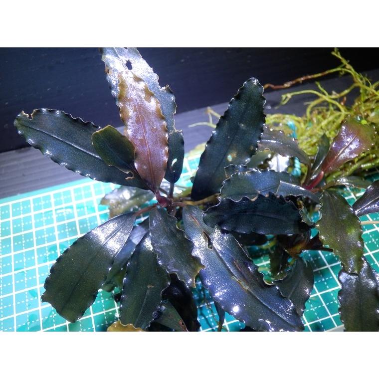 観*目様 ブセファランドラ（斑入り株）Bucephalandra Pipto と 一点物 Bucephalandra sp. Centipede 大株 2020.7 No.53 | 水草・観葉