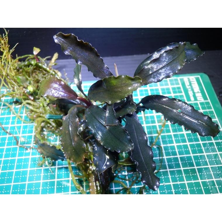 ブセファランドラ Bucephalandra sp. Pinky Mambo : Fairy Selection