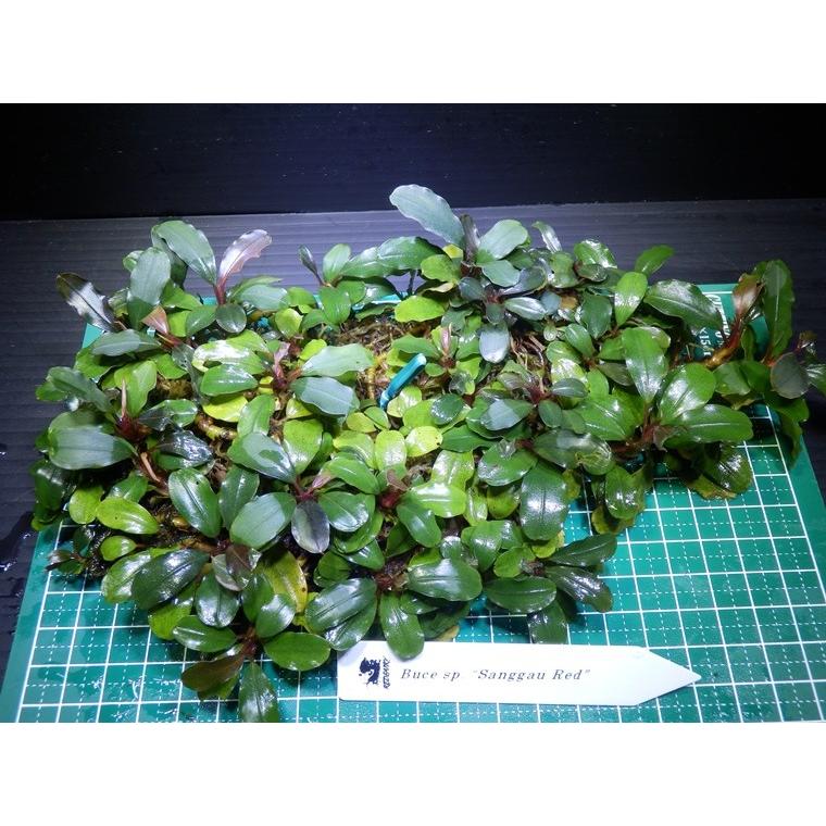 ブセファランドラ Bucephalandra sp. Sanggau Red : Fairy Selection